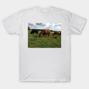 Scottish Highland Cattle Bulls 1788 T-Shirt